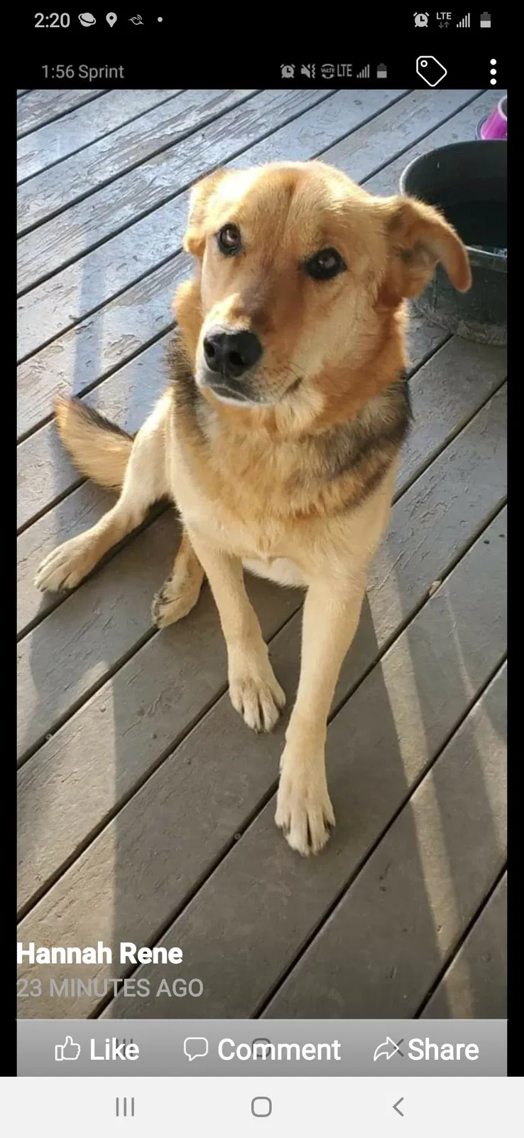 Lost dog in Tulsa, OK, 74115