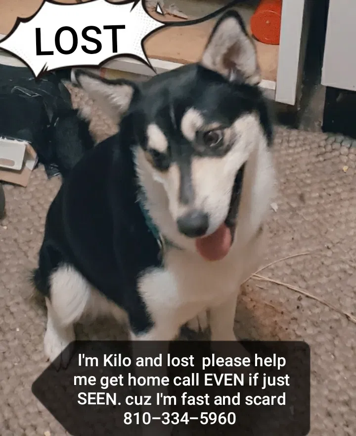 Lost dog in Englewood, FL, 34224