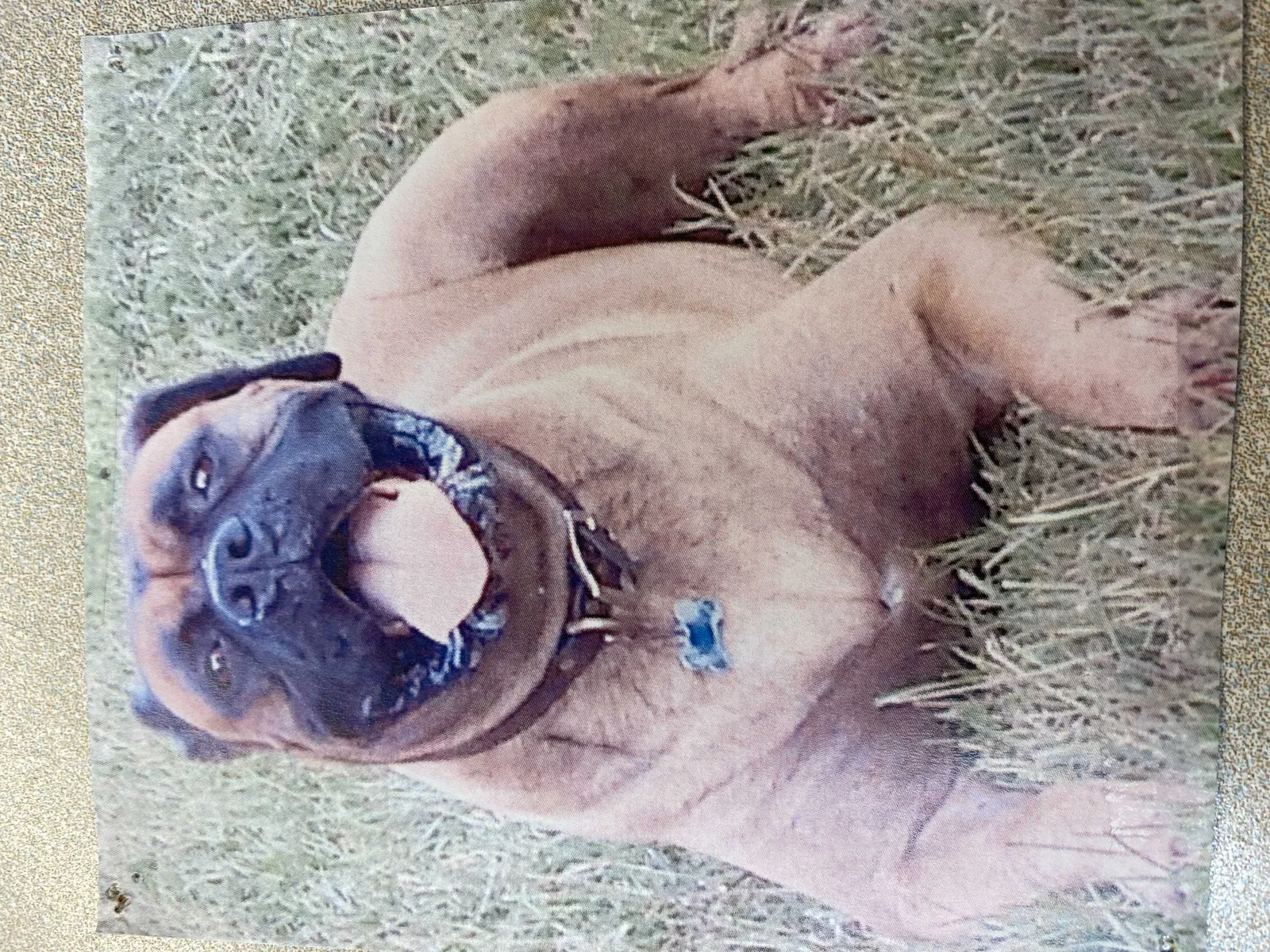 Lost dog in Summerfield, NC, 27358