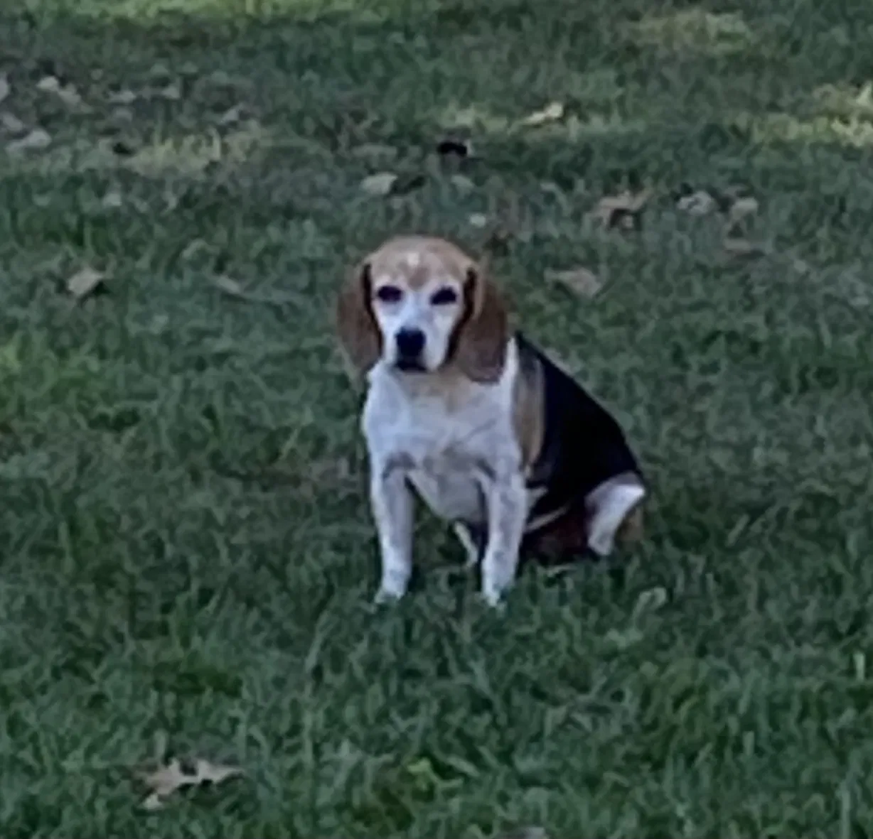 Lost dog in Summerfield, NC, 27358