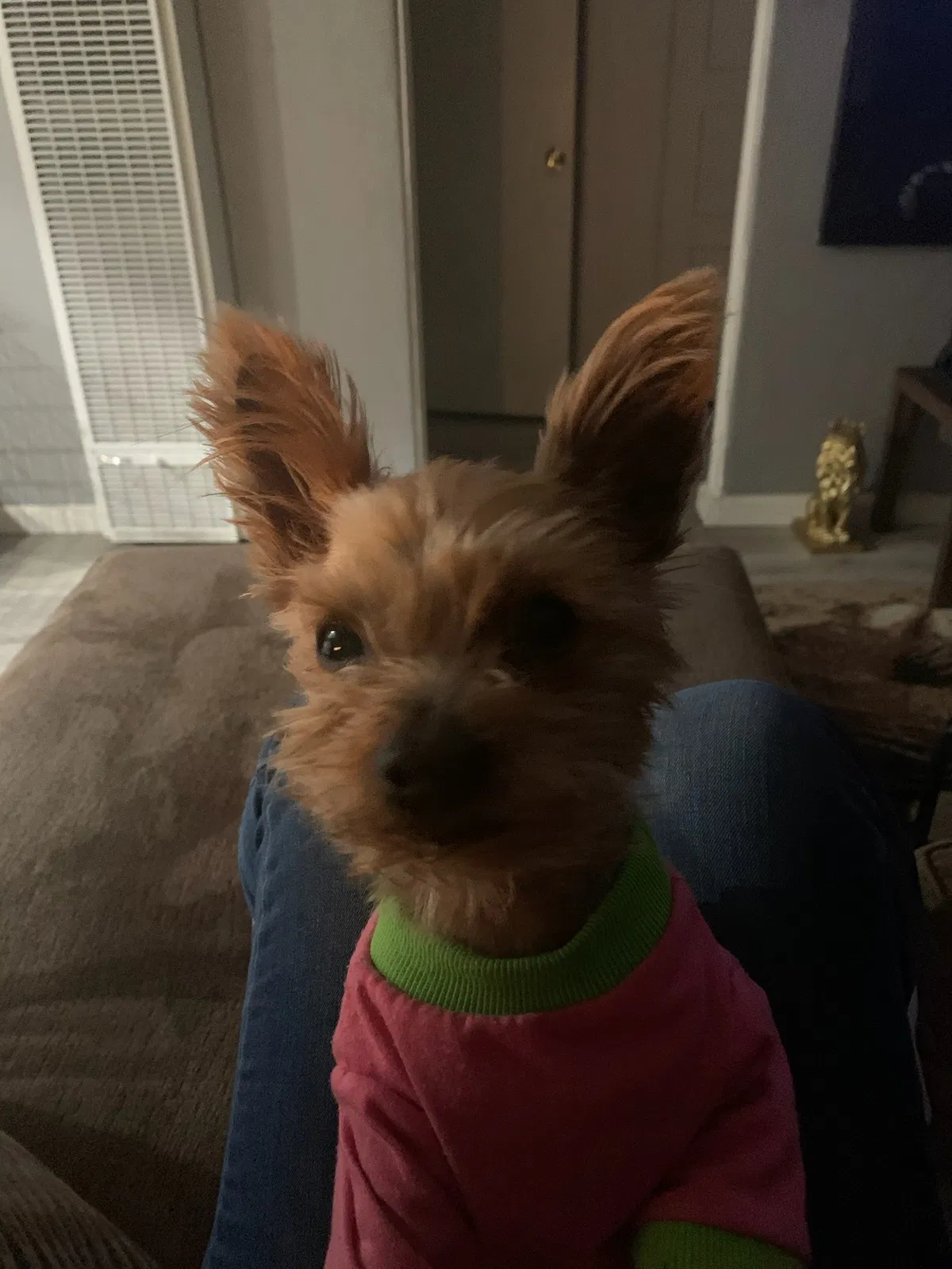 Lost dog in San Diego, CA, 92113