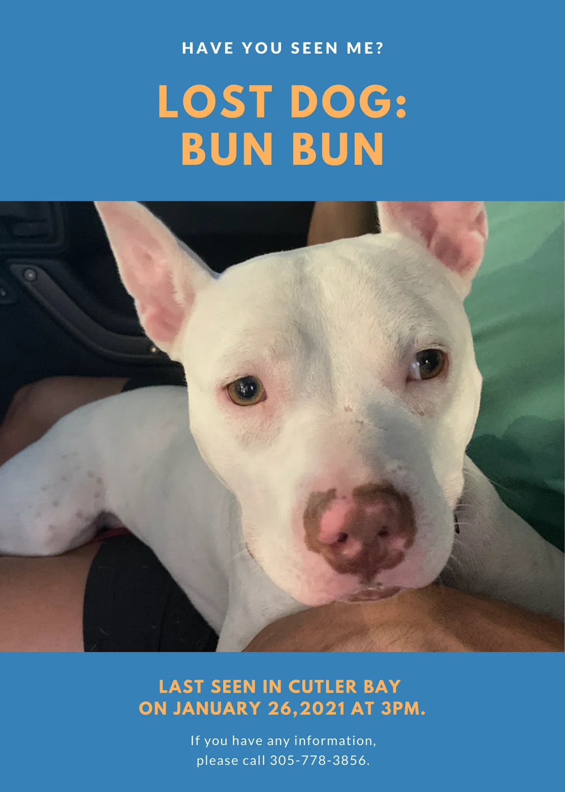 Lost dog in Miami, FL, 33157