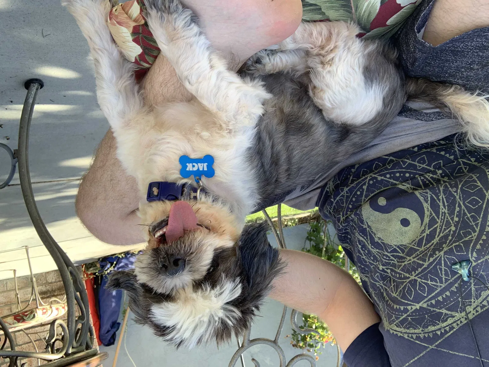 Lost dog in Isleton, CA, 95641