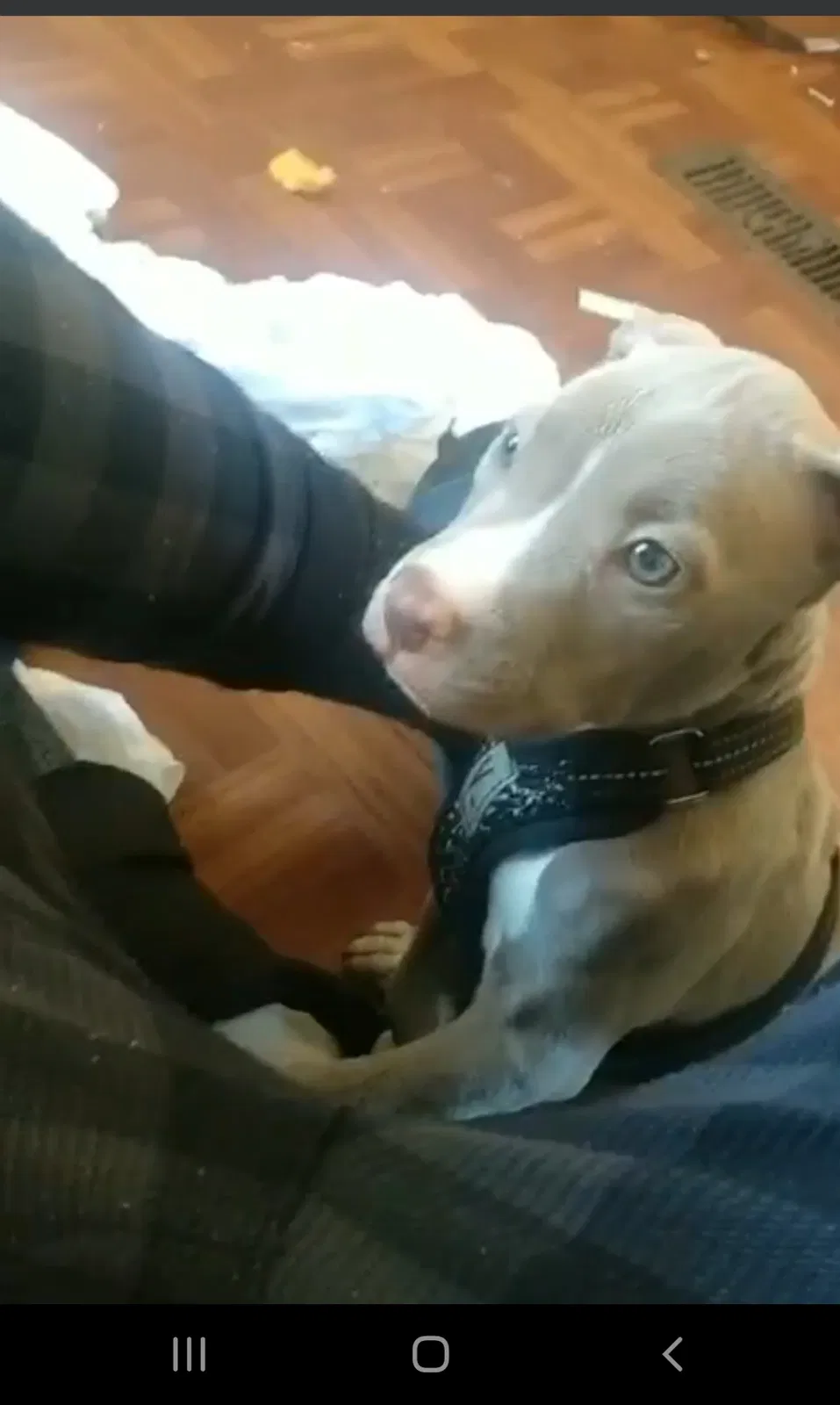 Lost dog in Lafayette, LA, 70508