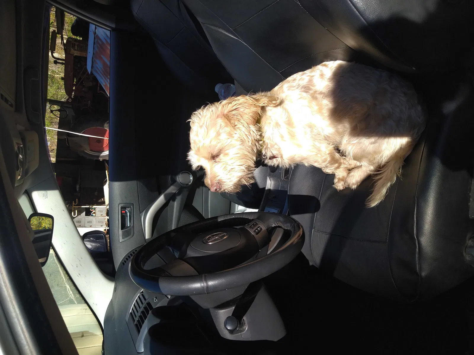 Lost dog in Deridder, LA, 70634
