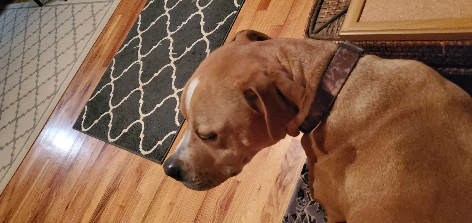 Lost dog in Leicester, NC, 28748