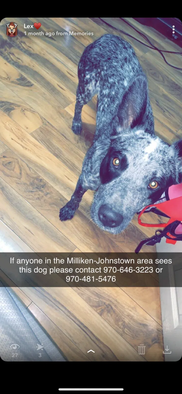 Lost dog in Keenesburg, CO, 80643