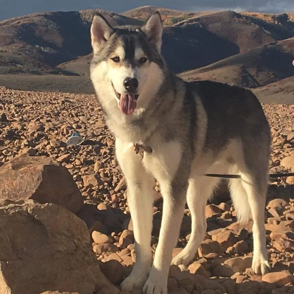 Lost dog in Spanish Fork, UT, 84660