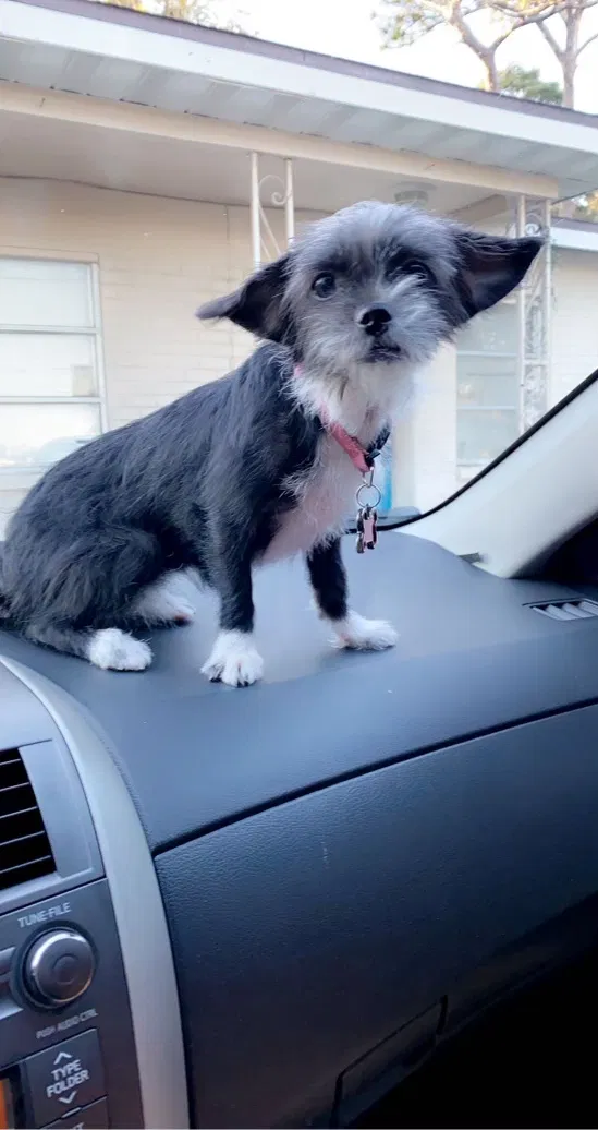 Lost dog in Clearwater, FL, 33760