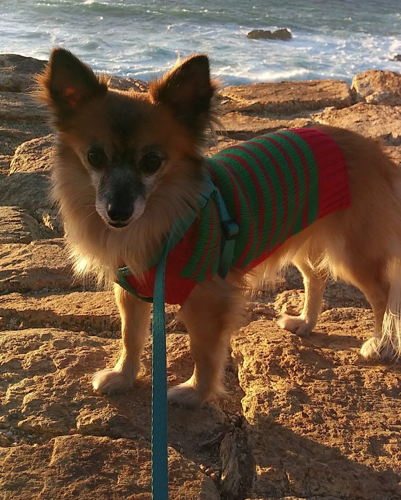 Lost dog in Los Angeles, CA, 90057