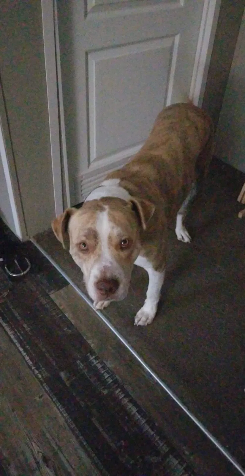 Lost dog in Jefferson, GA, 30549