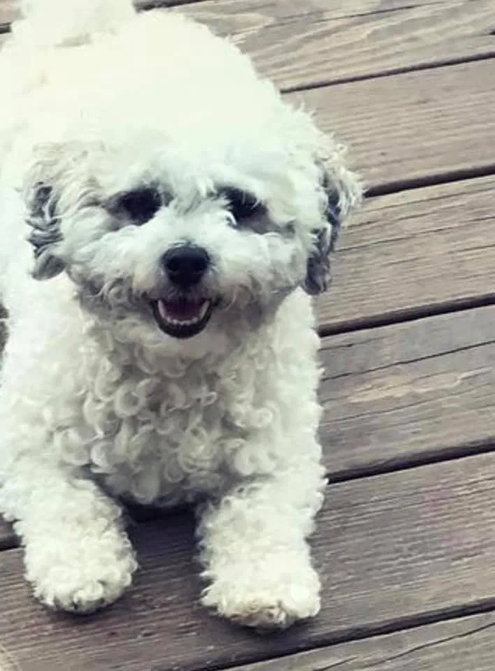 Lost dog in Cedar Rapids, IA, 52404
