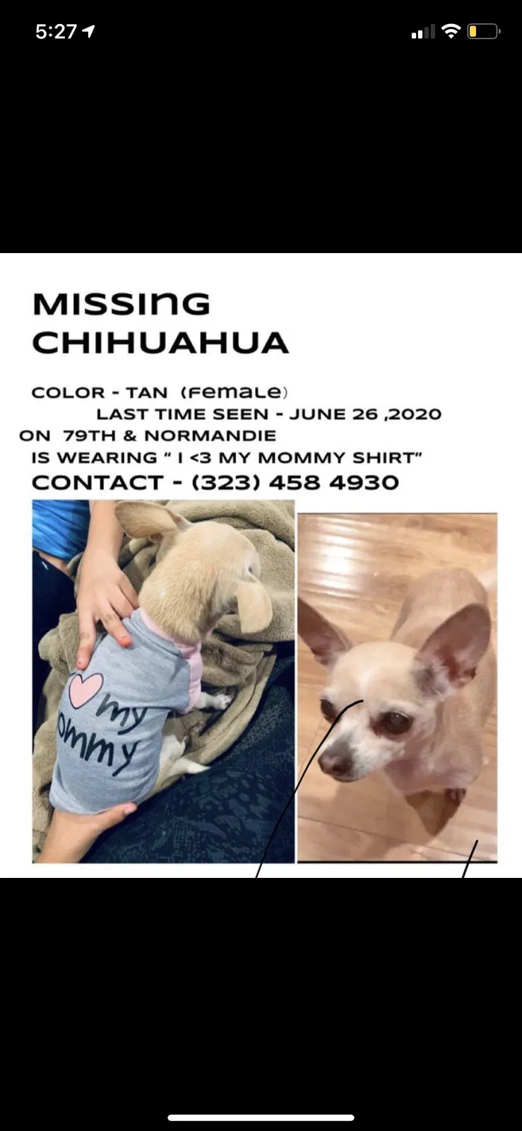 Lost dog in Los Angeles, CA, 90044
