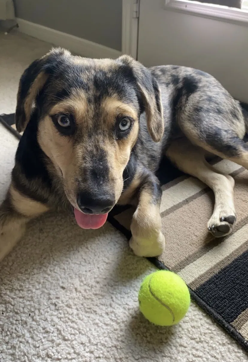 Lost dog in Katy, TX, 77449