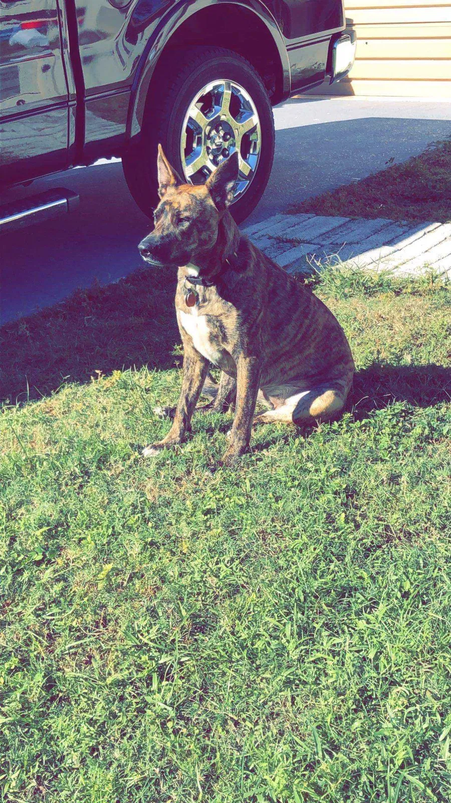 Lost dog in Port Charlotte, FL, 33952