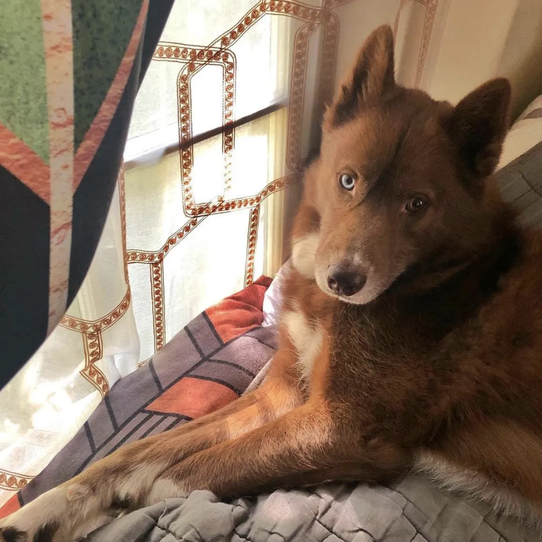 Lost dog in Los Angeles, CA, 90068