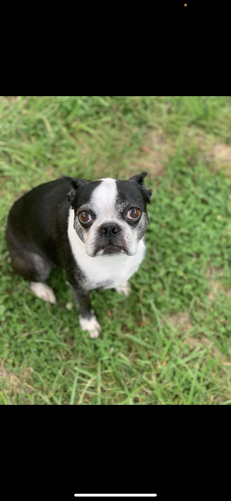 Lost dog in Greenfield, IN, 46140