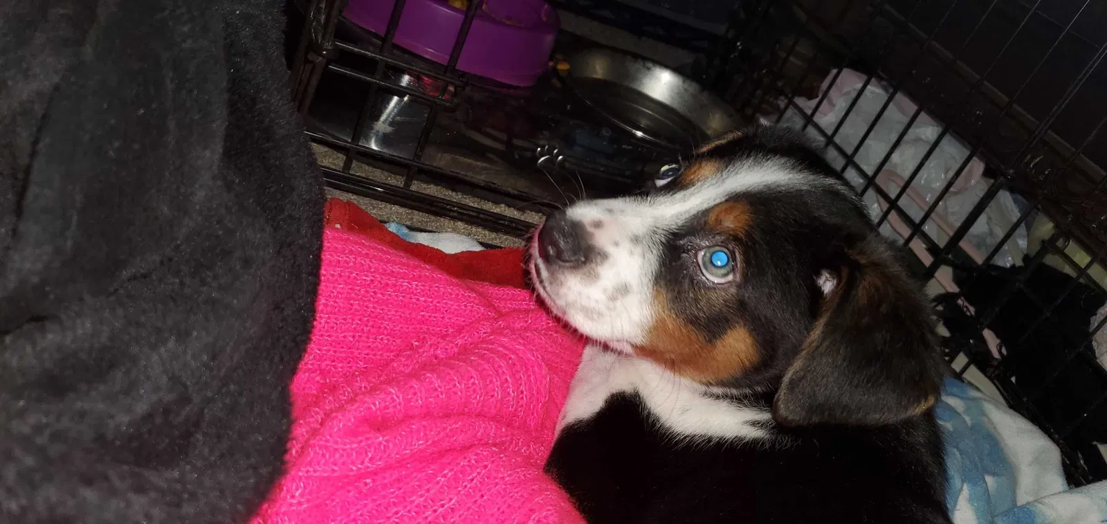 Lost dog in Loveland, CO, 80537