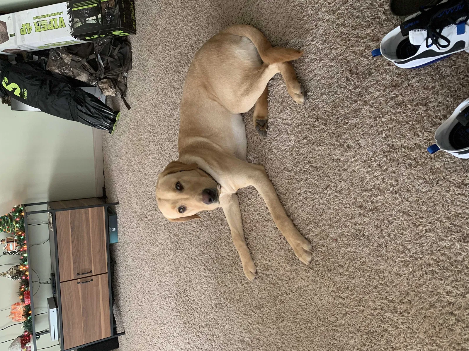 Lost dog in Scott City, MO, 63780