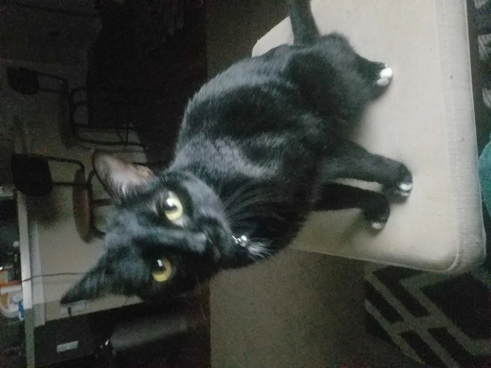 Lost cat in Denton, TX, 76205