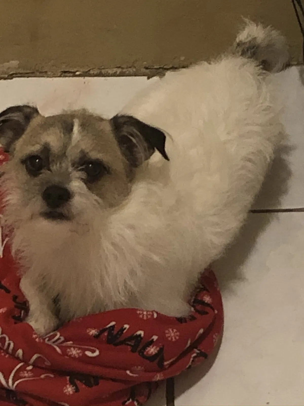 Lost dog in Chicago, IL, 60612