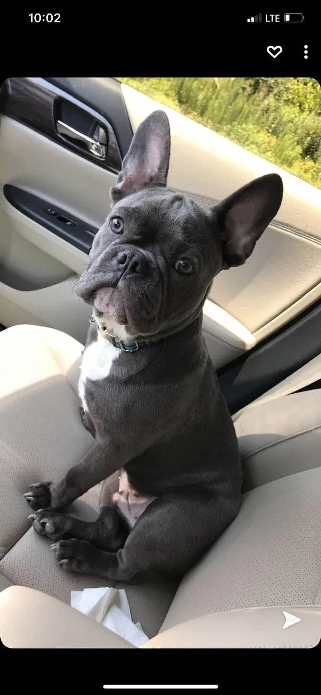Lost dog in Darlington, SC, 29532