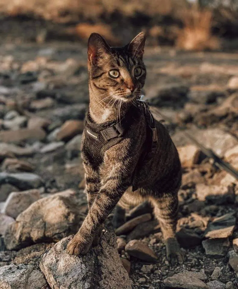 Lost cat in Tucson, AZ, 85735