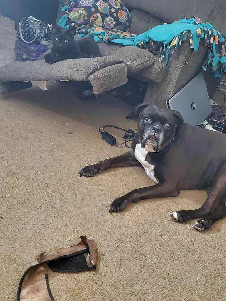 Lost dog in Novi, MI, 48374