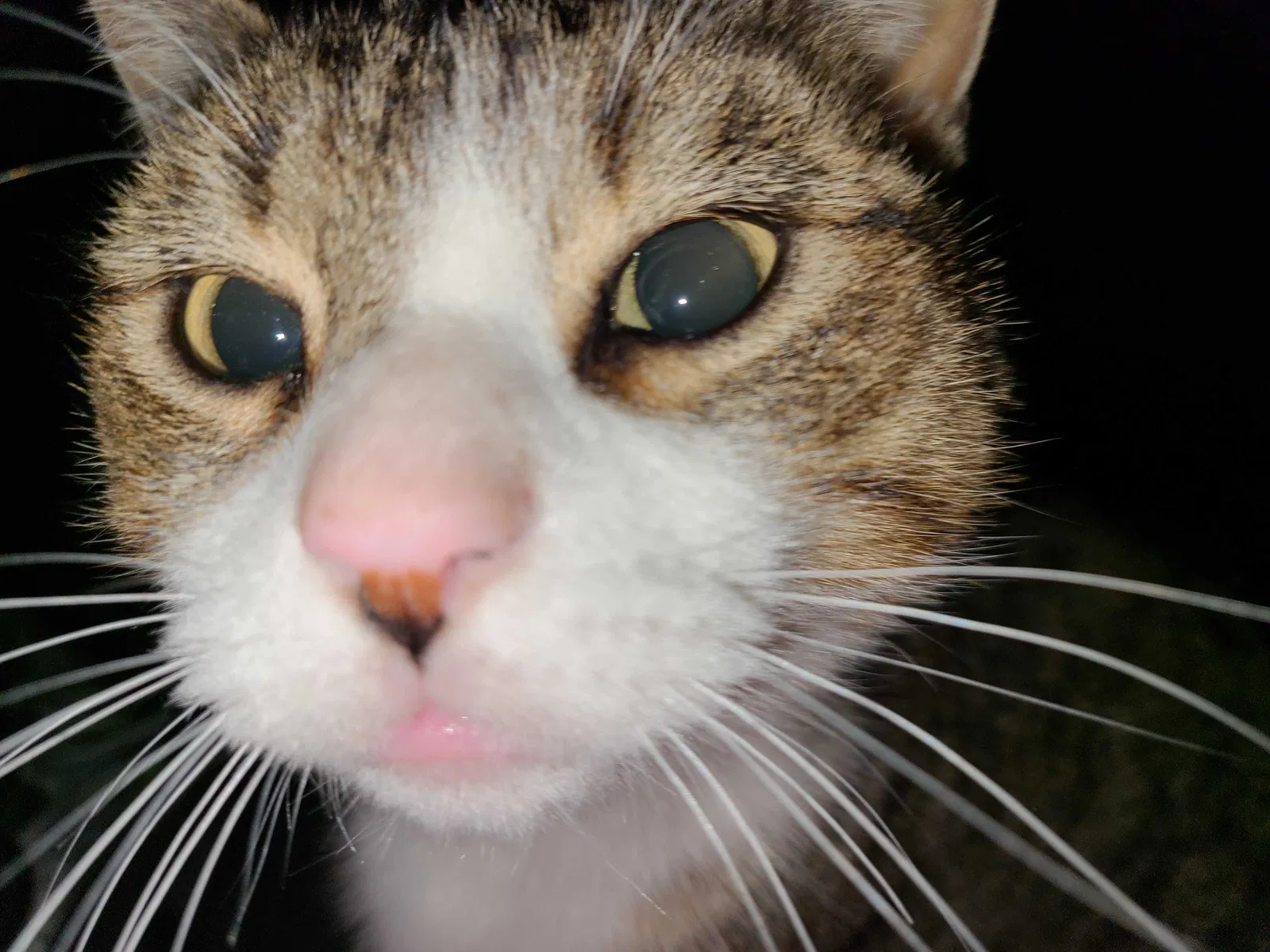 Lost cat in Springtown, TX, 76082