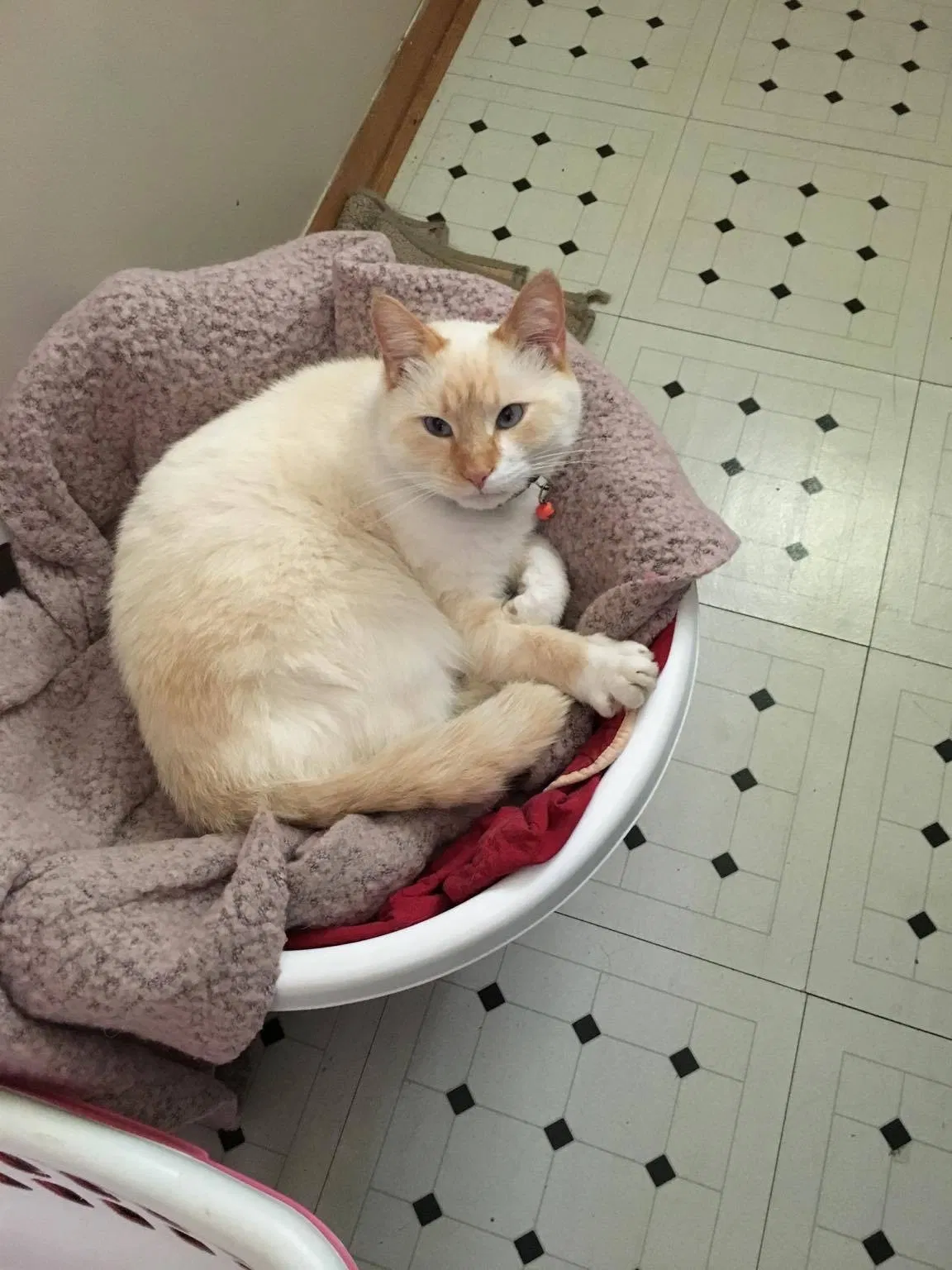Lost cat in Athens, OH, 45701