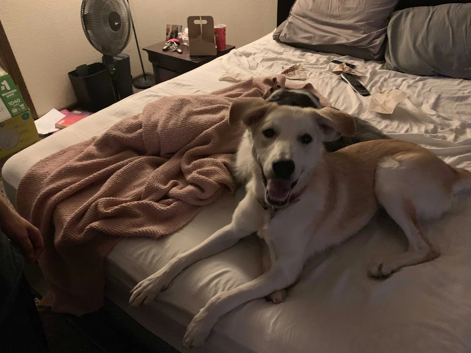 Lost dog in Gilbert, AZ, 85295