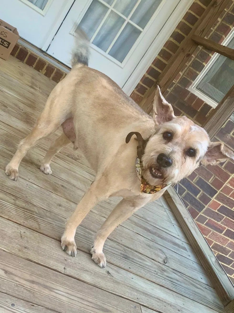 Lost dog in Chester, VA, 23836