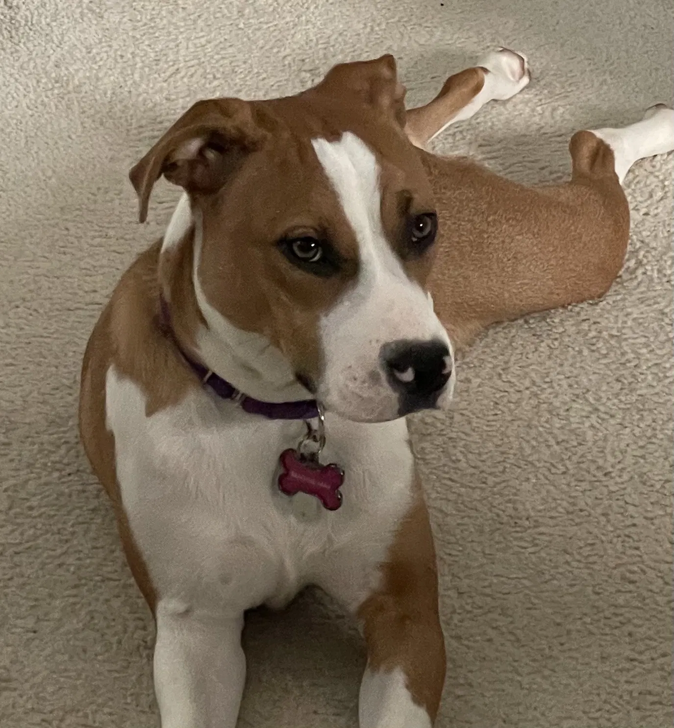 Lost dog in Cary, NC, 27519