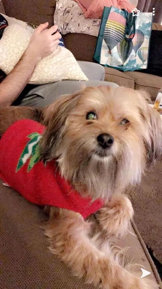 Lost dog in Spartanburg, SC, 29306