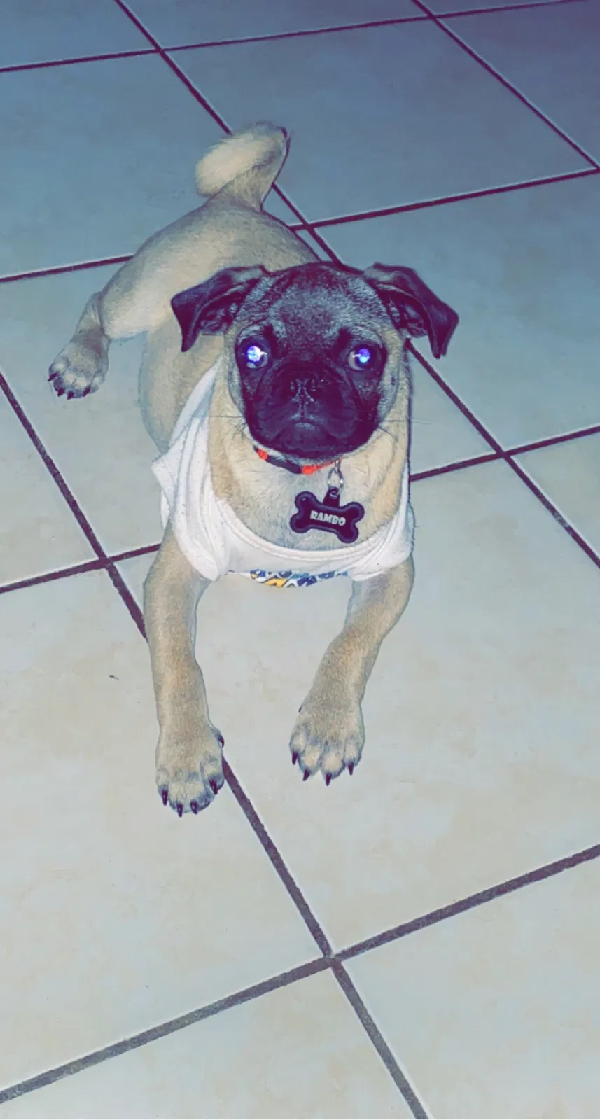 Lost dog in Brownsville, TX, 78521