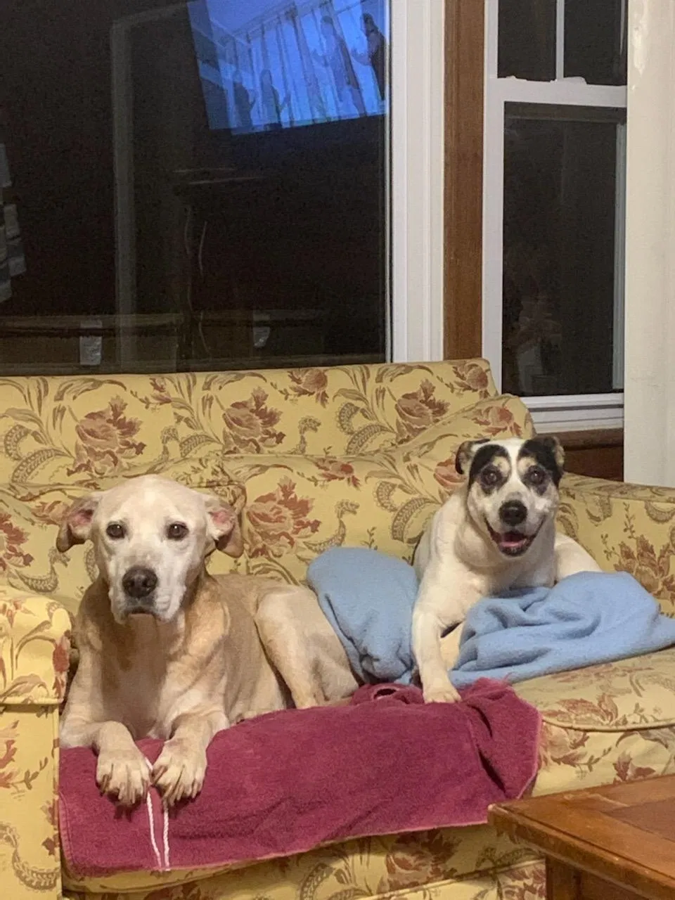 Lost dog in Johnson City, TN, 37604