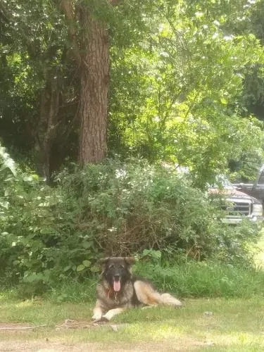 Lost dog in Montgomery, AL, 36116