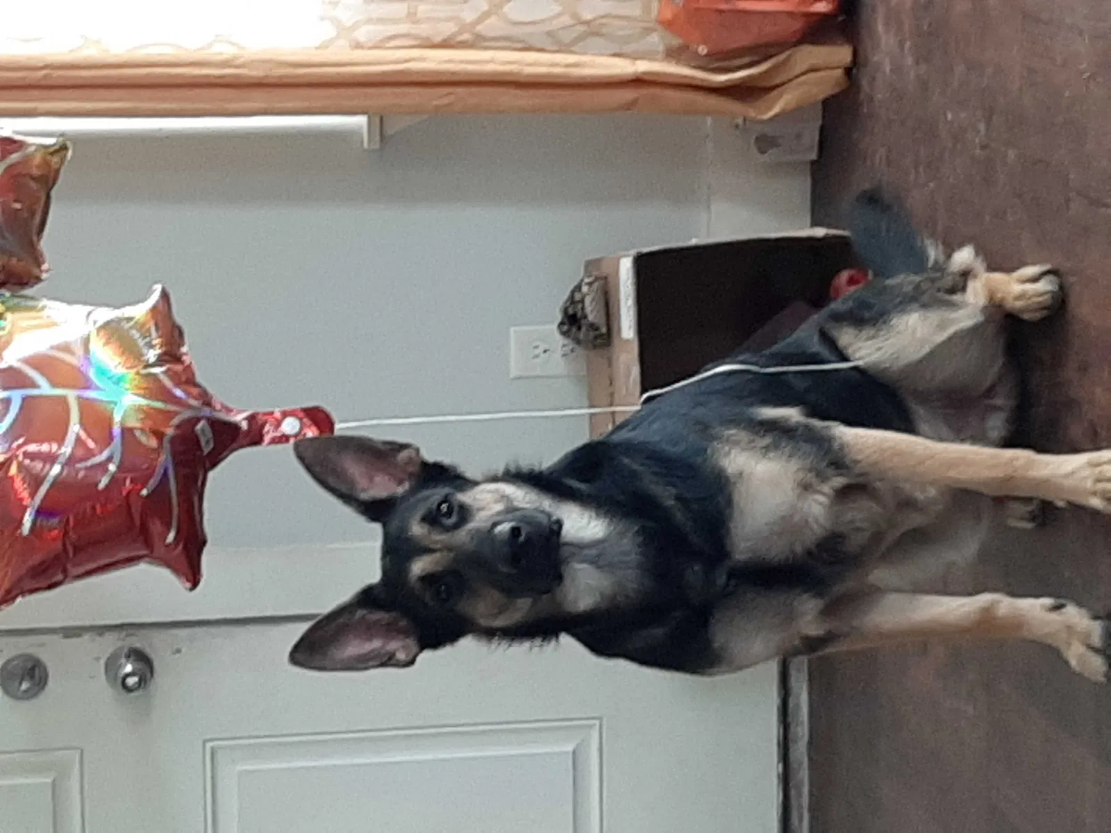 Lost dog in Springdale, AR, 72764