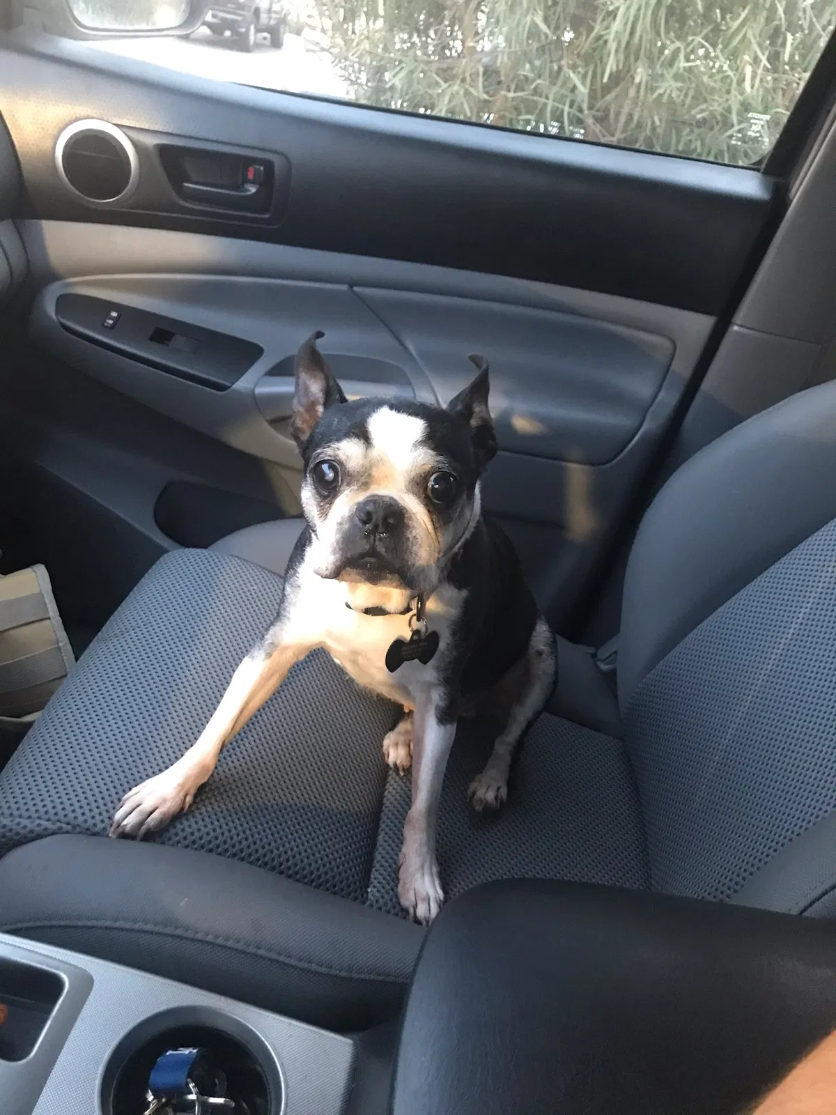 Lost dog in Los Angeles, CA, 90022
