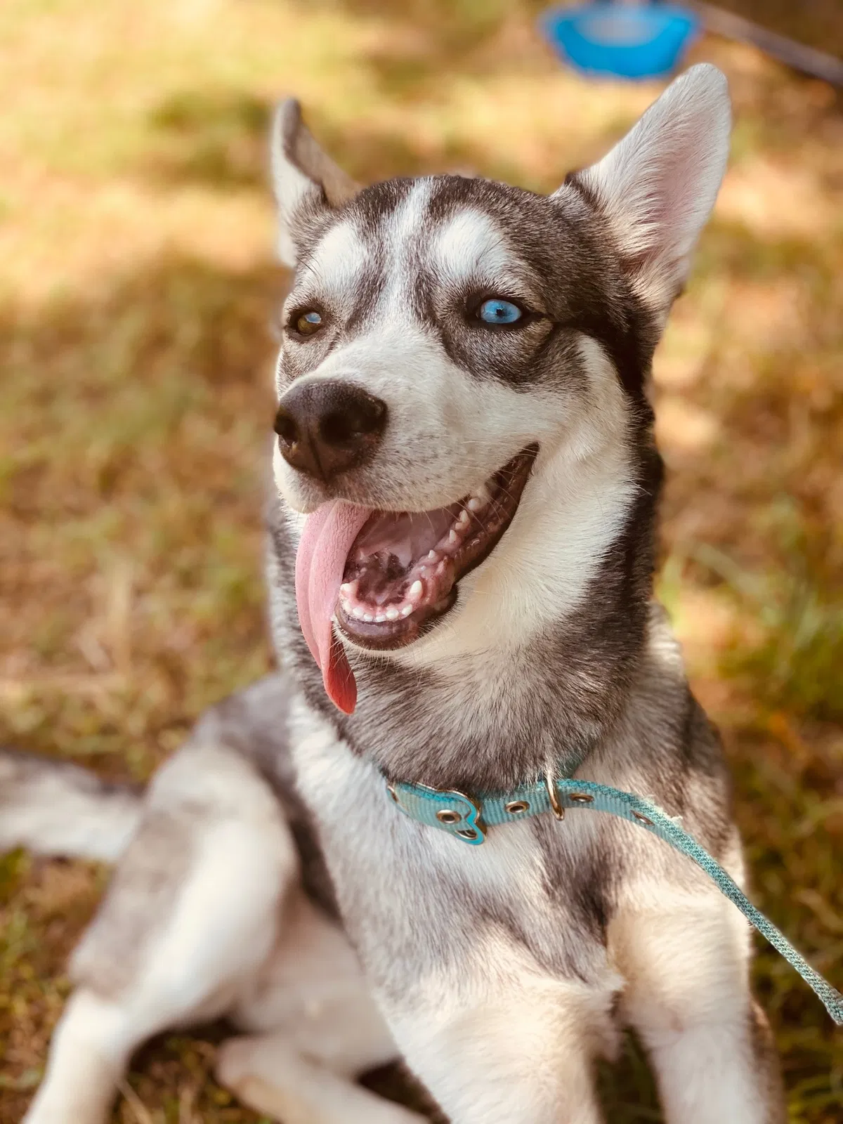 Lost dog in Mansfield, TX, 76063