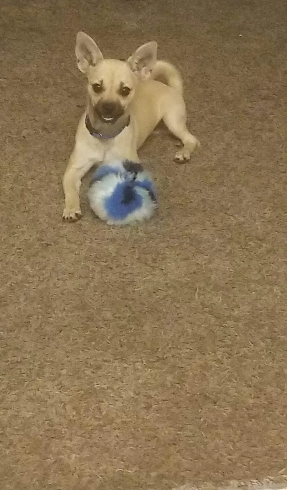 Lost dog in Canutillo, TX, 79835