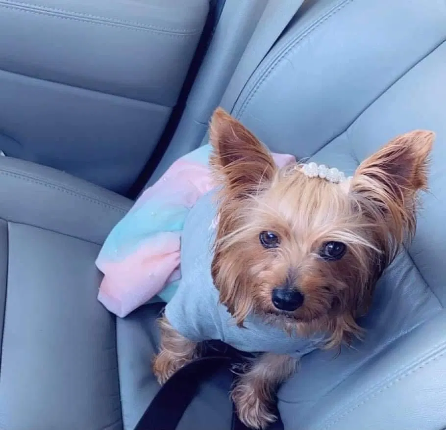 Lost dog in Tyler, TX, 75701