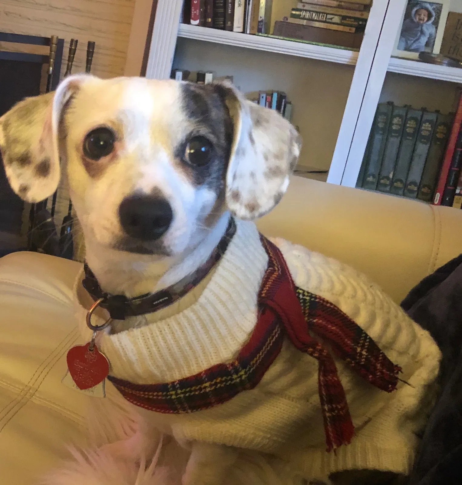 Lost dog in Portland, OR, 97222
