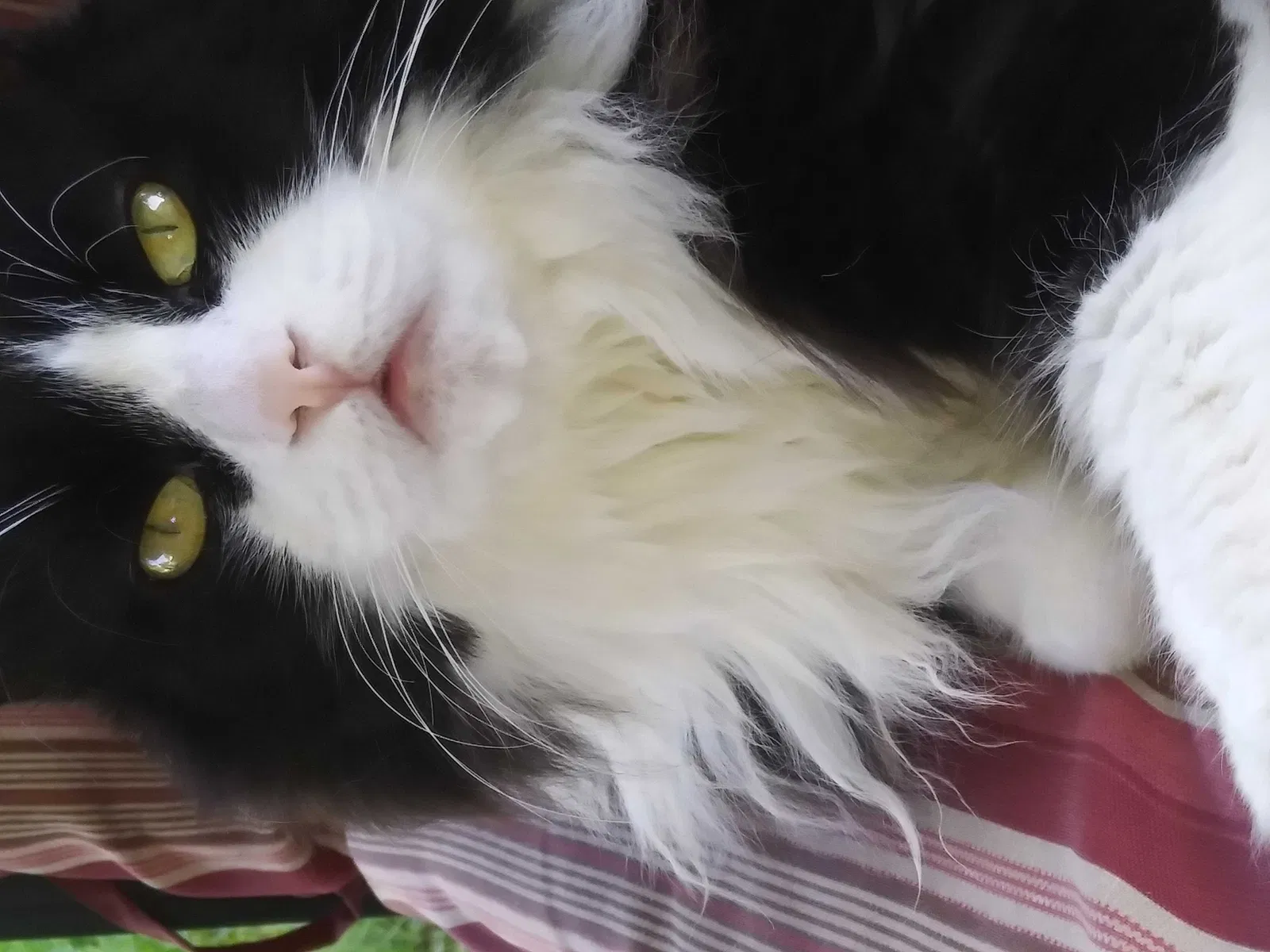 Lost cat in Reynoldsburg, OH, 43068