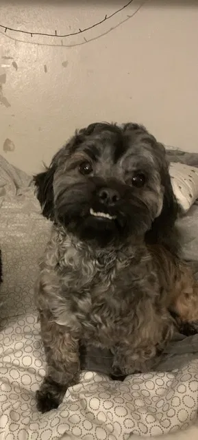 Lost dog in Merced, CA, 95348
