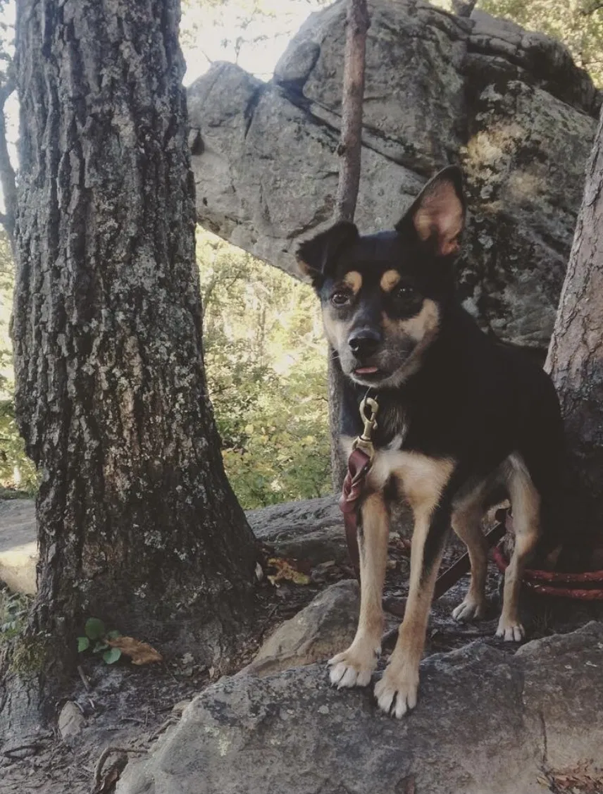 Lost dog in Portland, OR, 97209