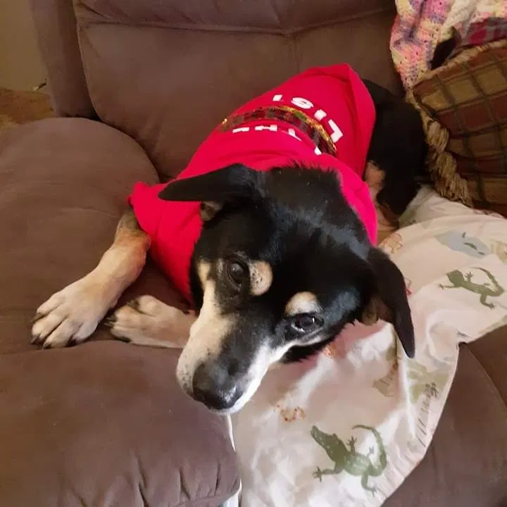 Lost dog in Marietta, SC, 29661