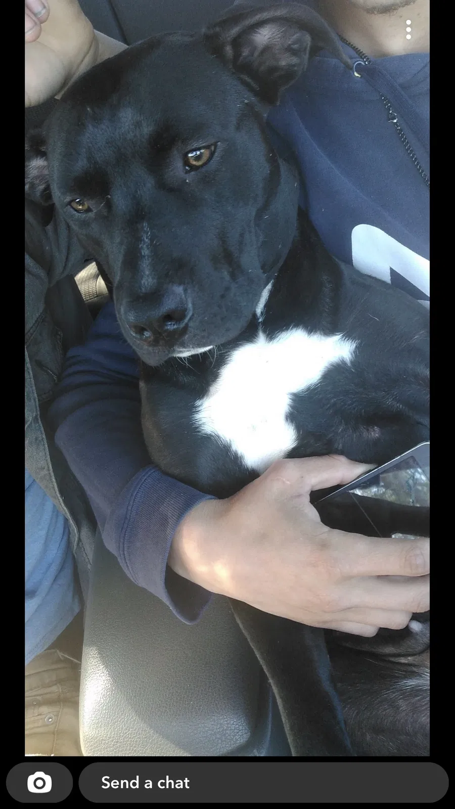 Lost dog in Smithville, GA, 31787