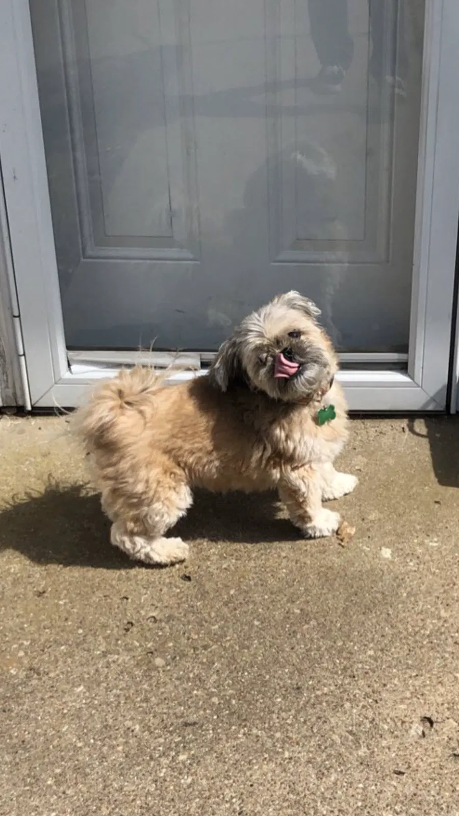 Lost dog in Mansfield, TX, 76063