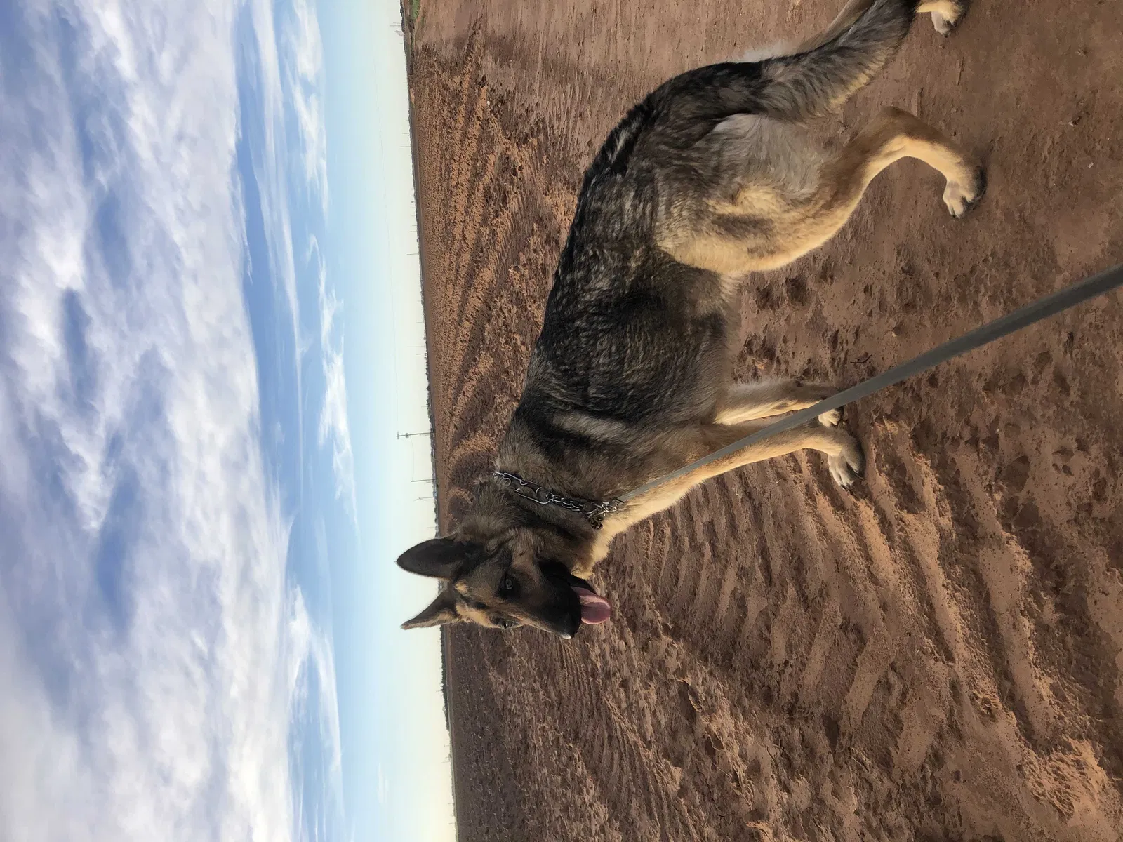 Lost dog in Lubbock, TX, 79424